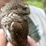 Eurasian Pygmy-Owl